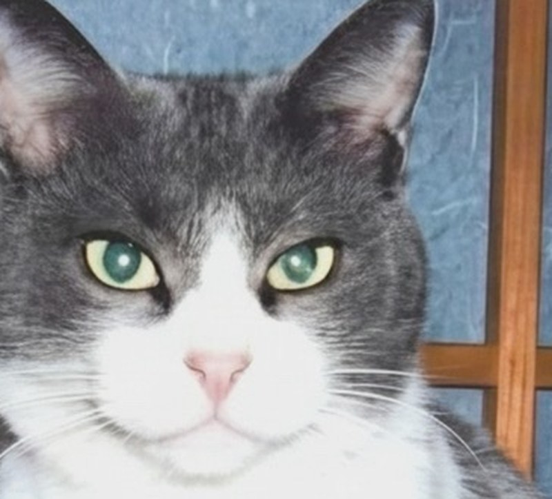 AI補正後:同じ猫の顔。毛並みとひげがくっきりし、ざらつきが消えている