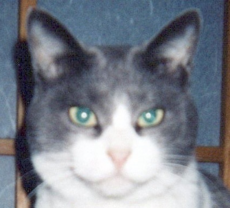 AI補正前:2000年撮影のフィルム写真をスキャンした猫の顔。ざらつきとぼやけがある