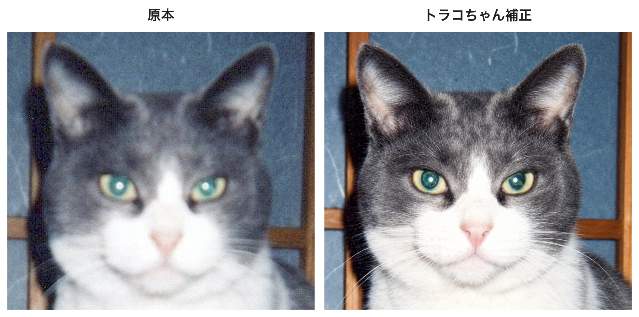 猫の写真の比較。左は元写真、右はAIによる補正例。画像には原本、トラコちゃん補正と表記されています